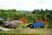 晩秋・山郷の桜