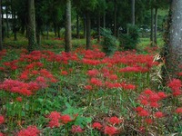 彼岸花　　豊川