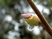 春の歌