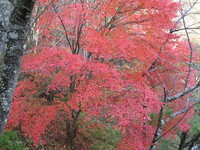 バスツアー 2006/11/02 22:40:53