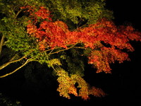 香嵐渓 2006/11/13 23:02:49