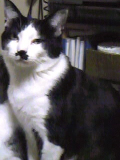 猫ﾁｬﾝ探しにご協力ください!!