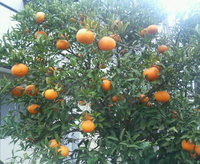 甘夏の運命は・・・・