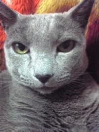 猫 2011/05/15 15:36:30