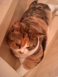 口が開かない