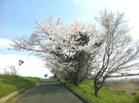 桜のたび最終便♪