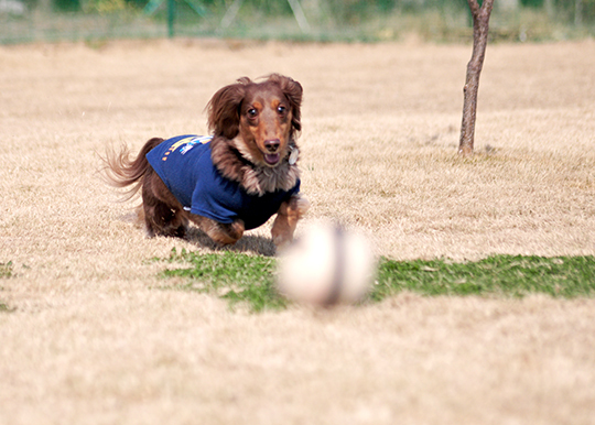 FlyingDogsの撮影だよ！