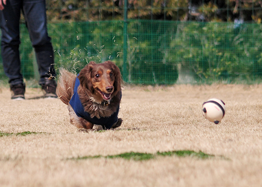 FlyingDogsの撮影だよ！