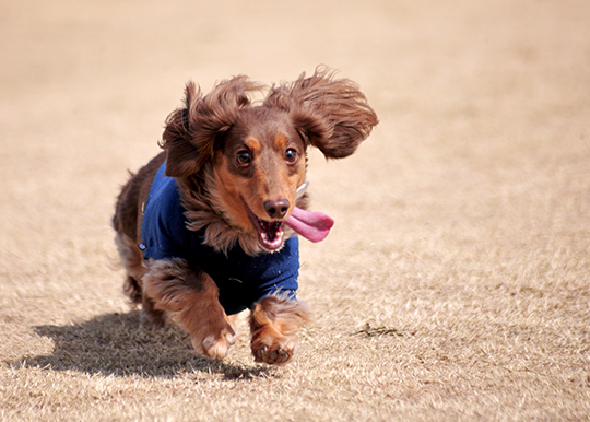 FlyingDogsの撮影だよ！