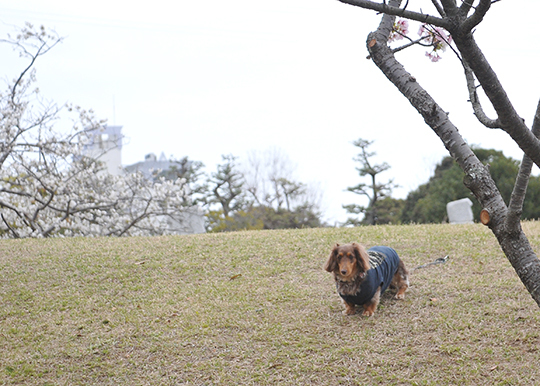 フリーマーケット遠州灘海浜公園で…