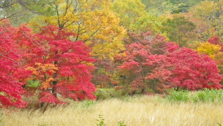 紅葉情報