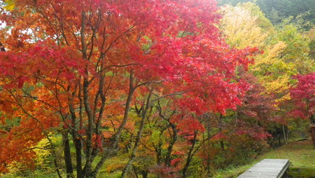 紅葉情報