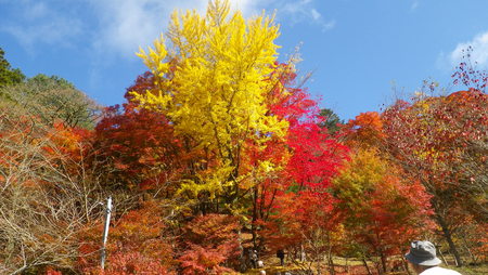 紅葉情報・大井平公園