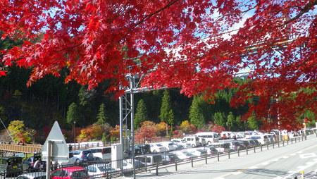 紅葉情報・大井平公園