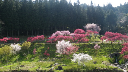 今が見ごろ！花モモ