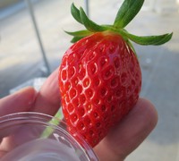 Enjoying Strawberry Season in Hamamatsu