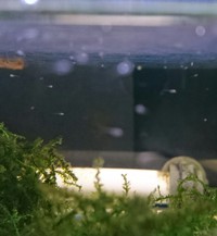 12月15日 ファンシー&コイベタタイガーの孵化確認❗ 2016/12/15 14:13:39