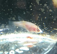 1月11日 アルビノ稚魚ベタたち❗ 2017/01/11 23:01:03