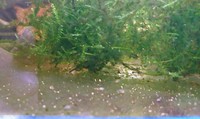 12月25日 今日の稚魚ベタたち❗ 2016/12/25 23:46:50