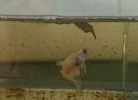 1月4日 稚魚ベタ初出荷❗ 2017/01/04 23:27:16