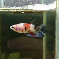1月29日 今日のコイベタ 若魚❗ 2017/01/29 22:41:04