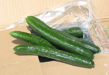 全国一の出荷量　通年楽しめるoh!宮崎キュウリ