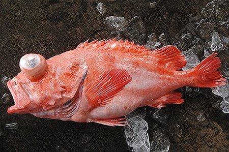 遠州灘沖の深海の怪魚アコウを食べよう L 浜松相生 生鮮市場ビアンカン のお買得情報