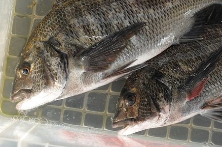 浜名湖に棲むタイ　クロダイ・キビレ