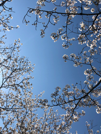 桜の季節に鼻歌〜♬から春の星座へ思いを馳せる 2020/04/05 18:11:45