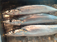 新秋刀魚!!!!! 2013/08/30 15:55:46