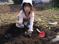 娘と父のイモ掘り