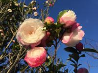 山茶花と空