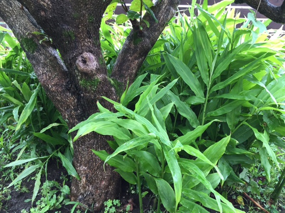 コレ食ってますます忘れっぽくなって下さい