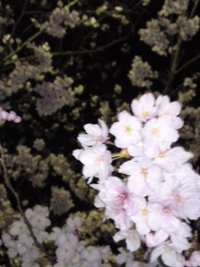 夜桜 2010/04/04 19:31:22