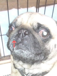 犬にもニキビ 2010/04/24 20:19:33