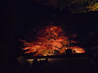 京都の紅葉