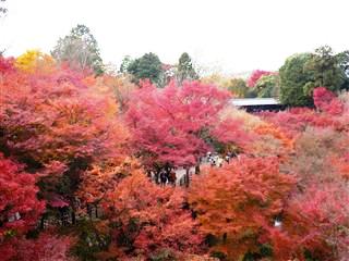 京都の紅葉