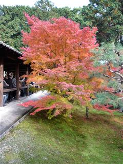 京都の紅葉