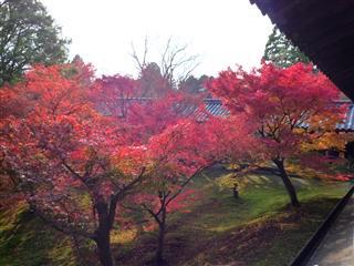 京都の紅葉