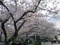 桜吹雪 2010/04/04 13:19:33