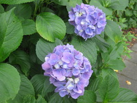 あじさい 2010/06/14 11:55:52