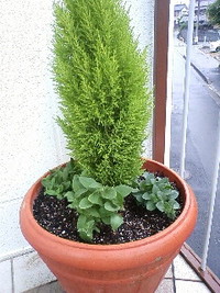 咲く？ 2009/05/17 14:11:46