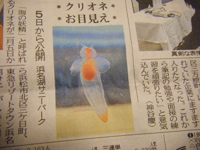 クリオネ
