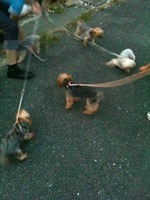 ヨーキーズ 2010/07/25 19:15:27