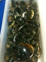 浜名湖の恵み 2010/08/11 19:24:22