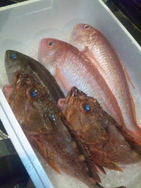 本日は(^0^)/ 2011/06/06 16:41:42
