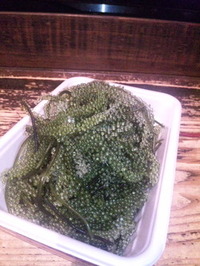 海ぶどうo(^-^)o！ 2011/06/17 15:28:27