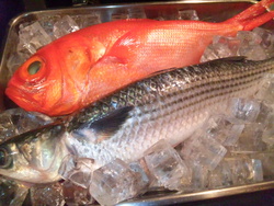 本日おススメお魚ちゃん(*^_^*)