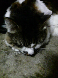 今日は～～あづい～～～！