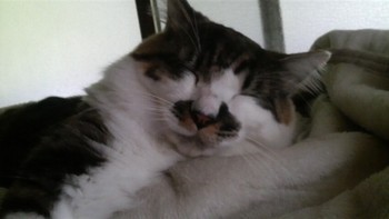 今日は穀雨です